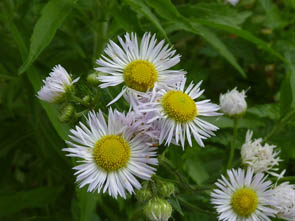 Erigeron annuus